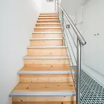 Lis *
